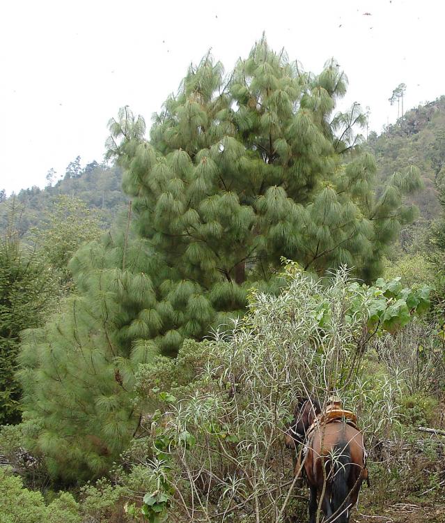 Pinus pseudostrobus Cerro Pelon.jpg