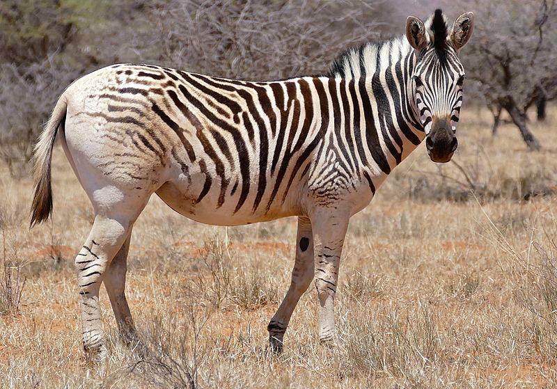 File:Plains Zebra (Equus quagga burchellii) showing the disappearance of stripes characteristic of the "Quagga" proper now extinct ... (32949761572).jpg
