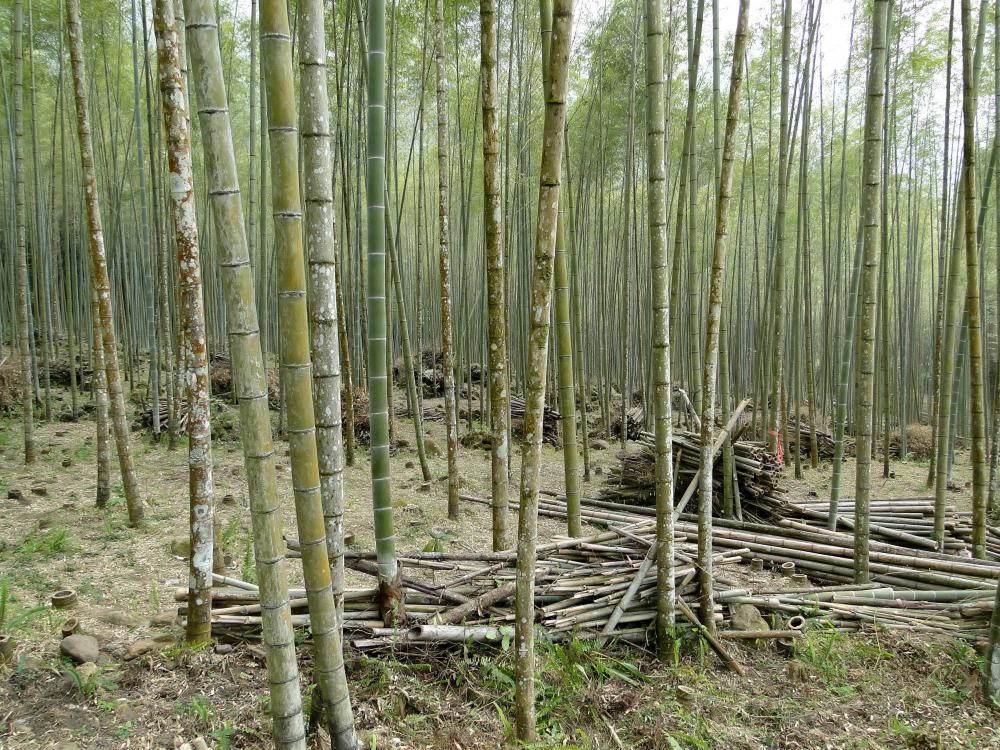 Bamboo_forest,_Taiwan.jpg