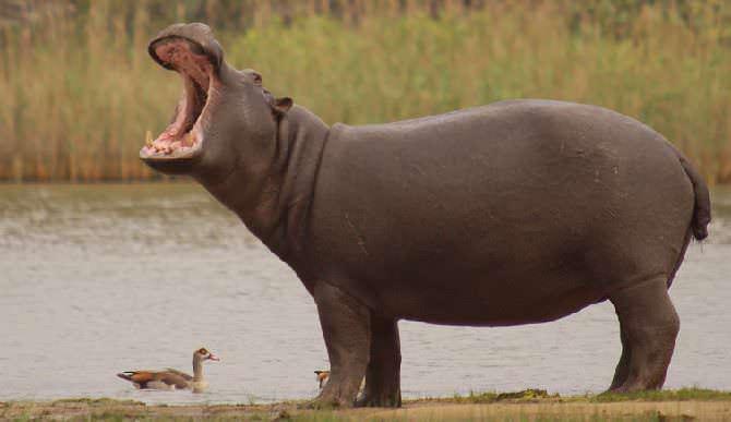 Hipopótamo: En peligro de Extinción [2019]