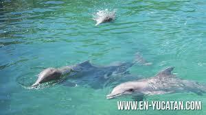 Resultado de imagen para delfin yucatan