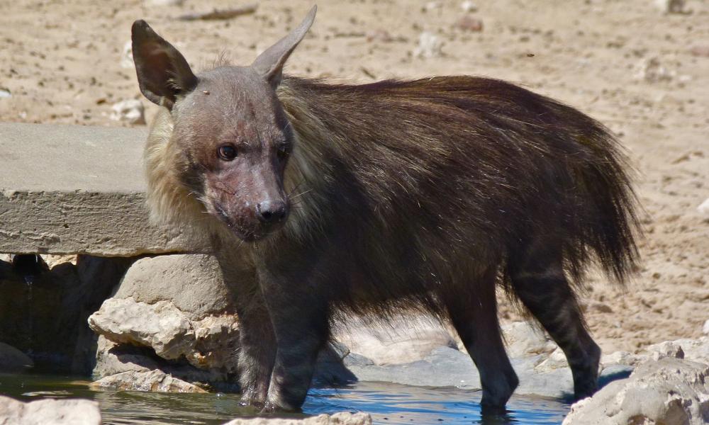 Brown Hyena (Parahyaena brunnea) (6472937465).jpg