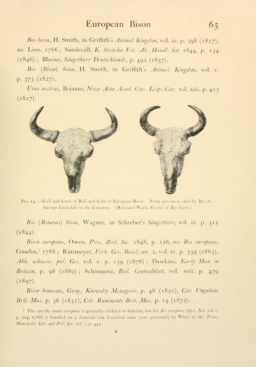 https://upload.wikimedia.org/wikipedia/commons/2/21/Wild_oxen%2C_sheep_and_goats_of_all_lands%2C_living_and_extinct_%28Page_65%2C_Fig._14%29_BHL9370017.jpg