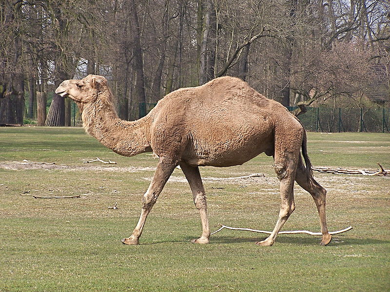 File:Camelus dromedarius at Tierpark Berlin (1).JPG
