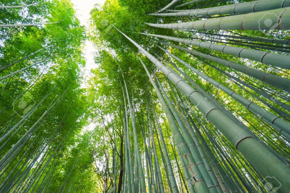 27825454-bamboo-grove-bamboo-forest-at-a