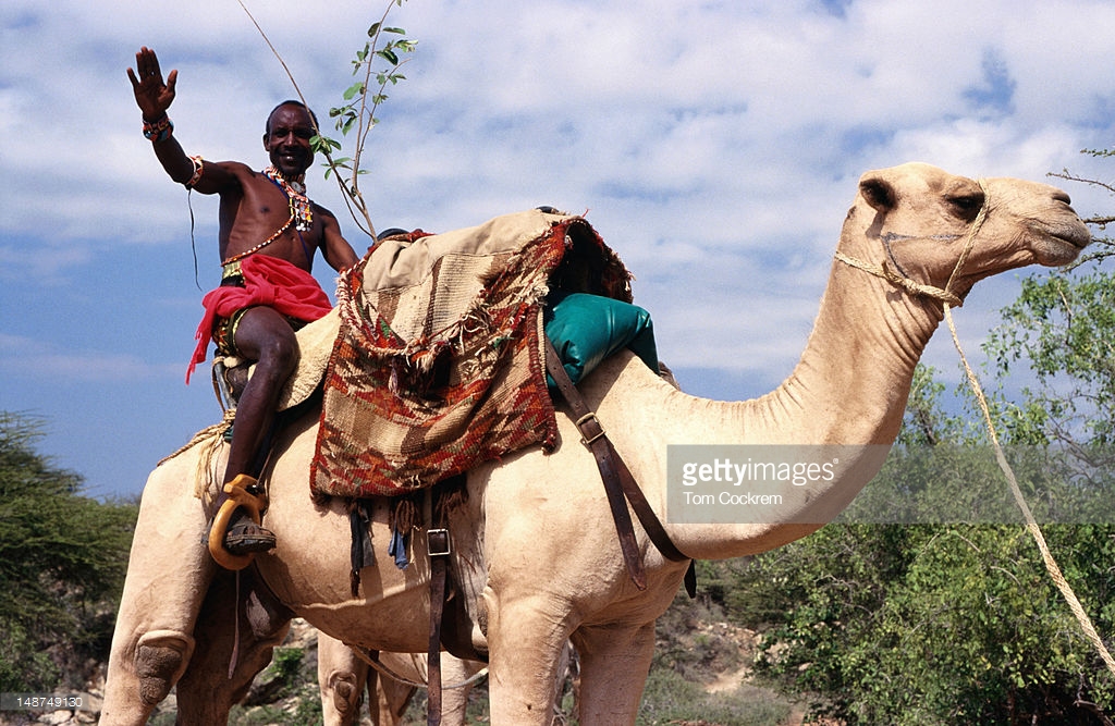 samburu-warrior-riding-camel-mt-nyiro-picture-id148749130