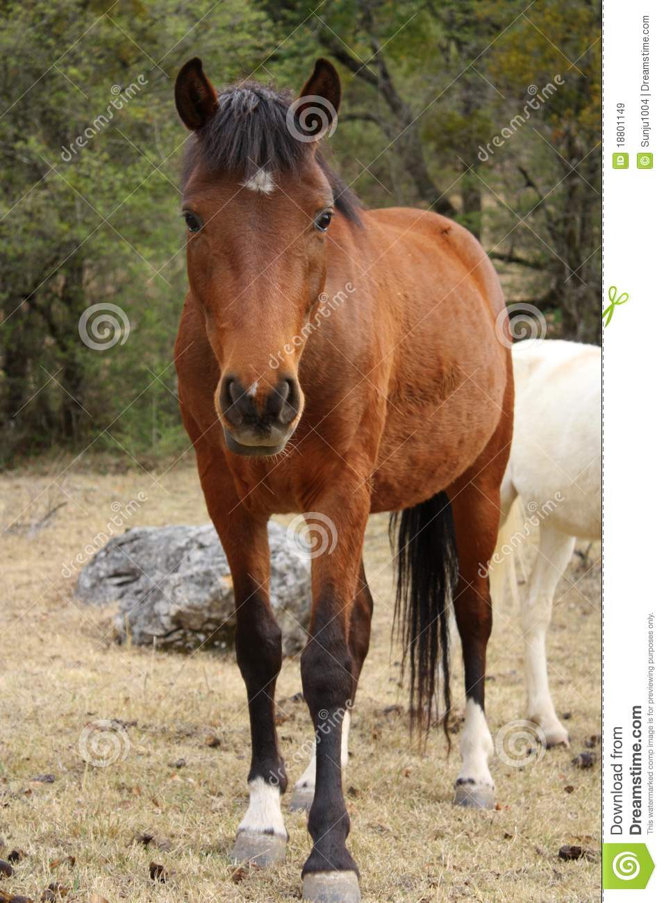 horse-18801149.jpg&sp=41a5cf20ca1b38c3cd