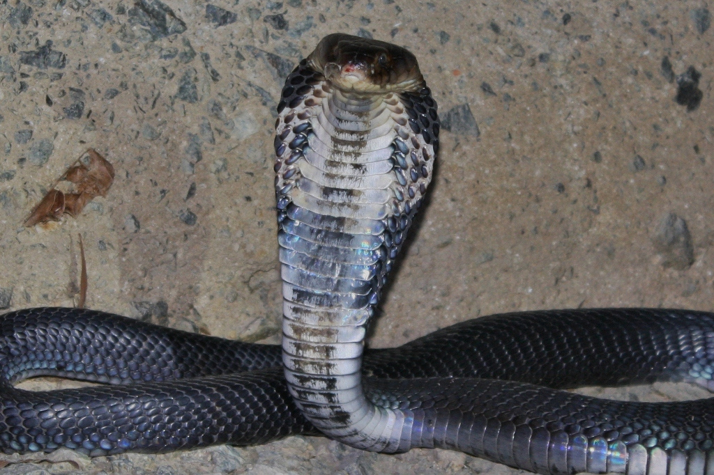 Chinese Cobra (Naja atra) 眼鏡蛇