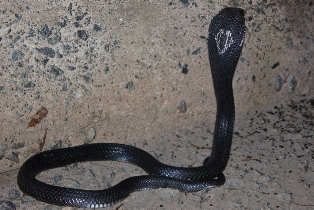 Chinese Cobra (Naja atra) 眼鏡蛇