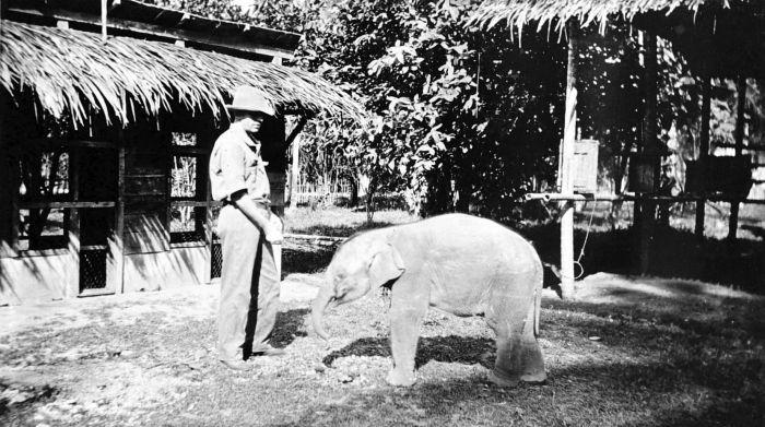 https://upload.wikimedia.org/wikipedia/commons/e/e9/COLLECTIE_TROPENMUSEUM_Een_pas_gevangen_jonge_olifant_Oost-Sumatra_TMnr_10006625.jpg