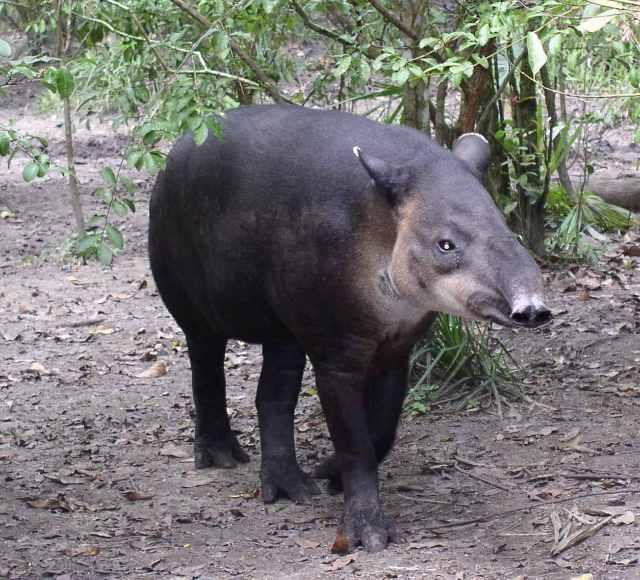 Central_American_Tapir-Belize20.jpg