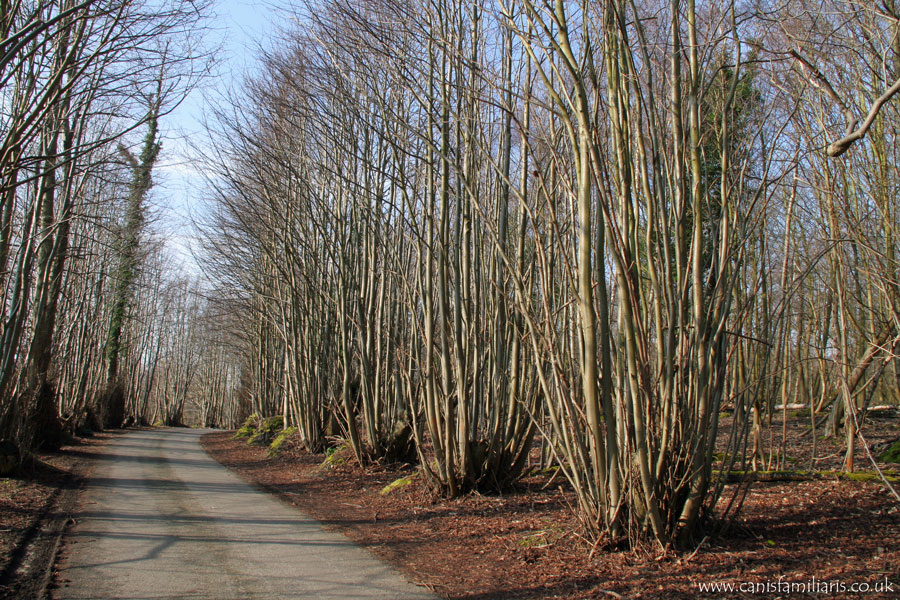 Coppice-trees-blog-front-photo1.jpg