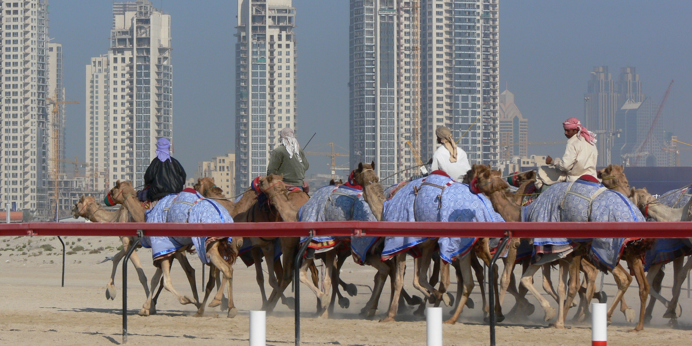 Dubai_camel_race.jpg