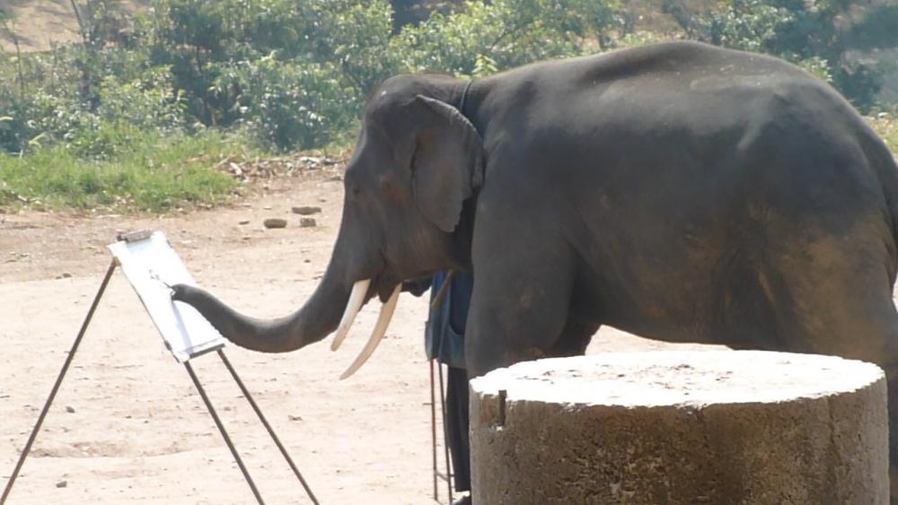 https://upload.wikimedia.org/wikipedia/commons/0/00/Elephant_show_in_Chiang_Mai_P1110461.JPG