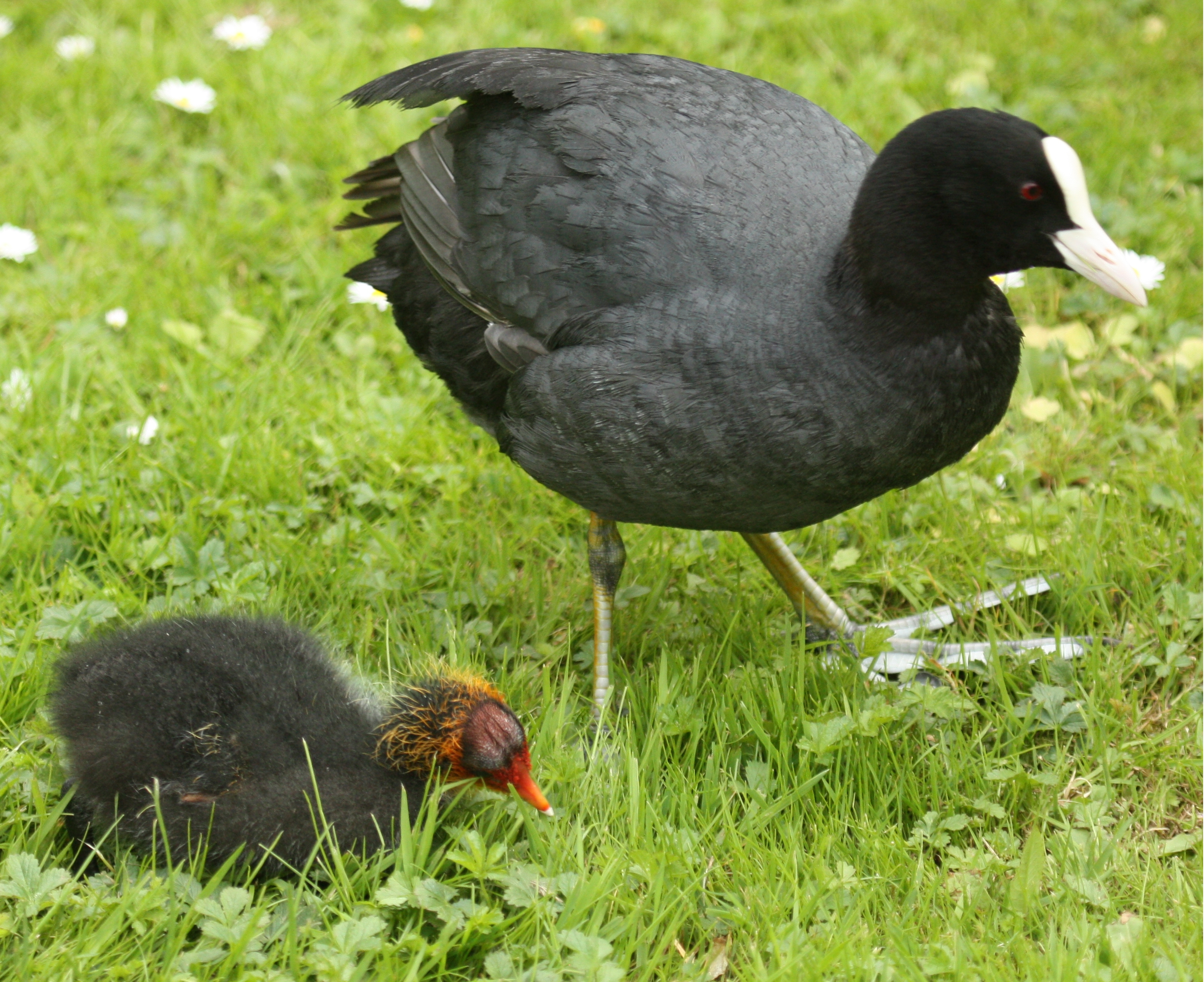 Eurasian_Coot_with_Chick.jpg