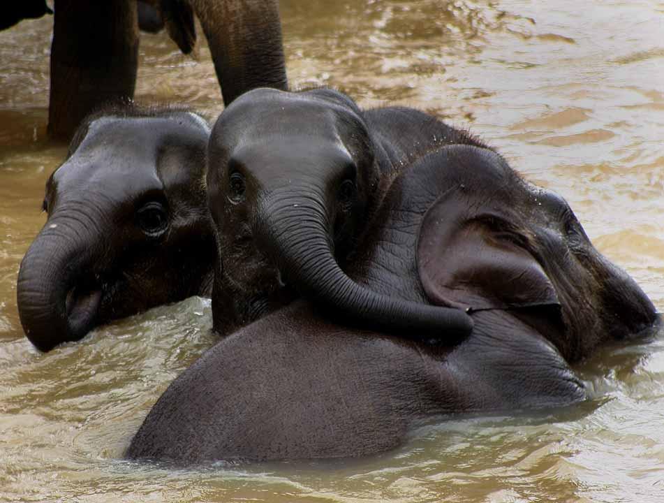 https://upload.wikimedia.org/wikipedia/commons/e/ee/Sri_Lanka_Elephants_02.jpg