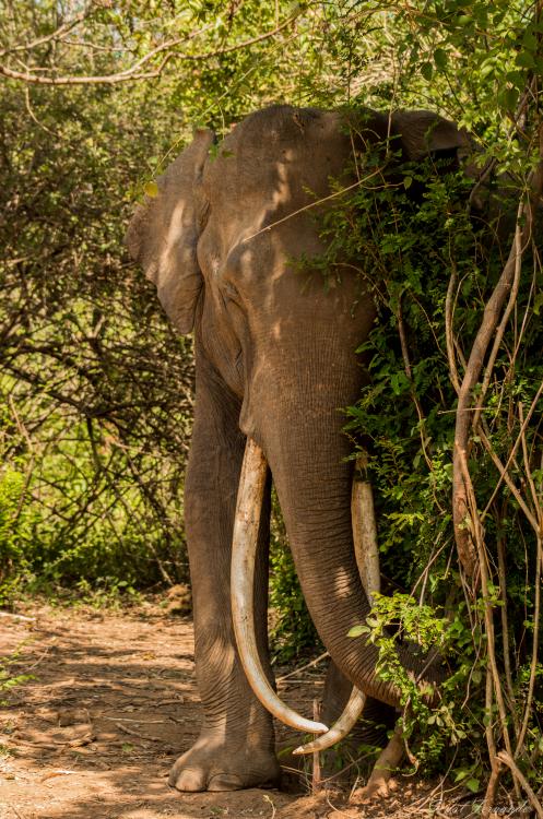 https://upload.wikimedia.org/wikipedia/commons/c/c1/Sri_Lankan_Elephant.jpg