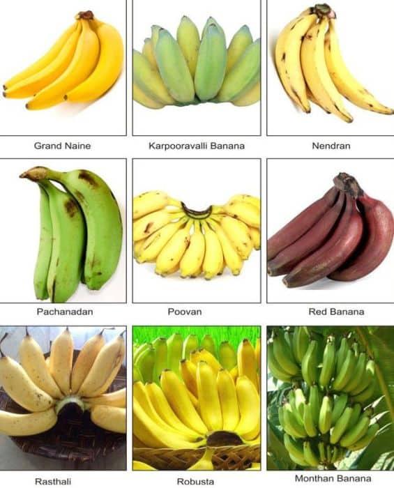 Resultado de imagen para indian wild bananas