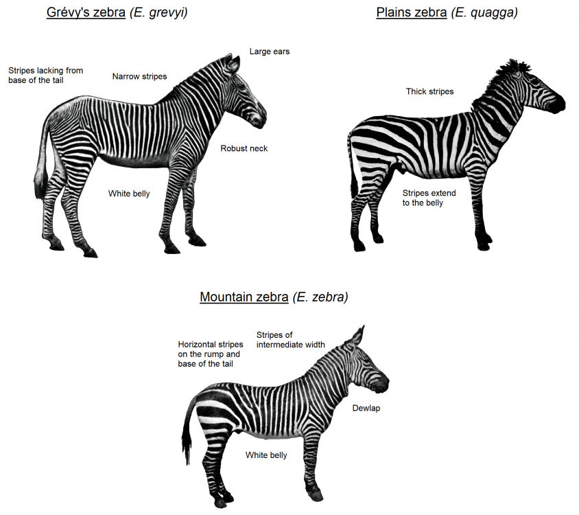 https://upload.wikimedia.org/wikipedia/commons/6/6c/Zebra_species_(ENG).png