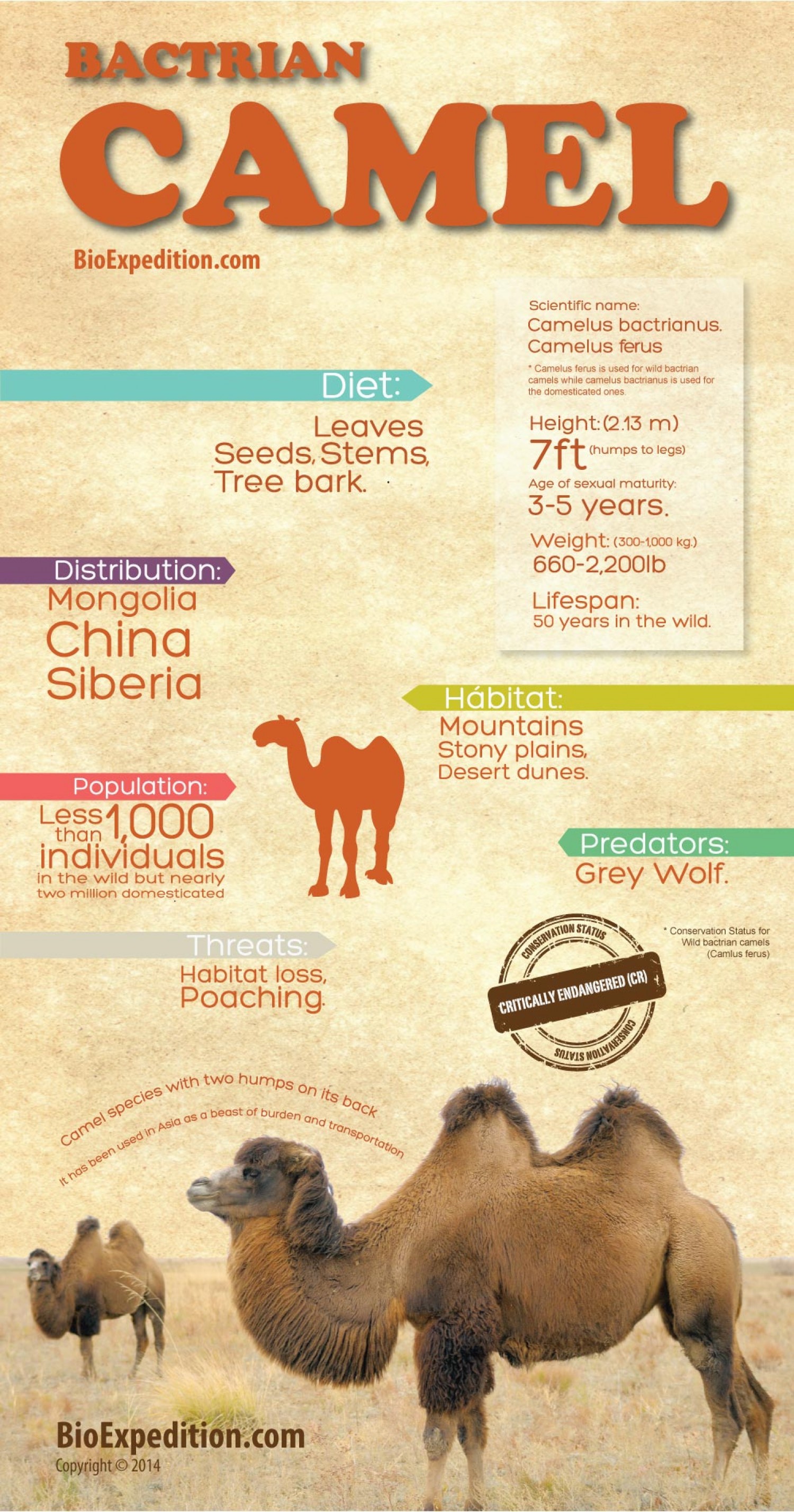 bactrian-camel--infographic_5367b07a3ae38_w1500.jpg
