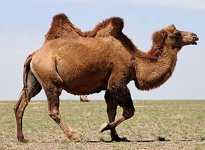 brown-bactrian-camel.jpg