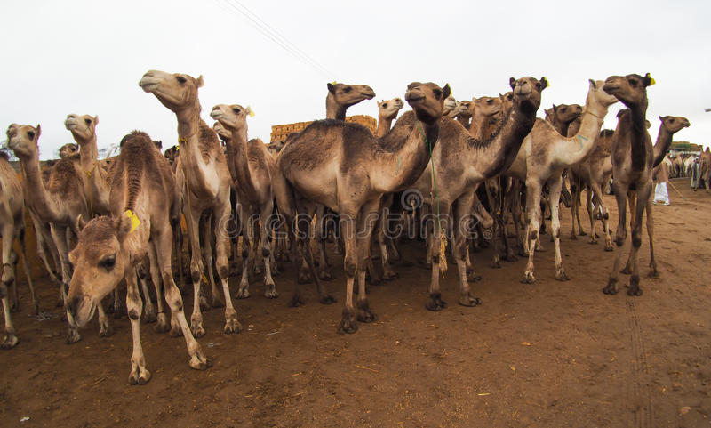 camels-sale-market-cairo-egypt-camel-637