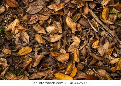 Beautiful+dead+leaf: Imágenes, fotos de stock y vectores ...