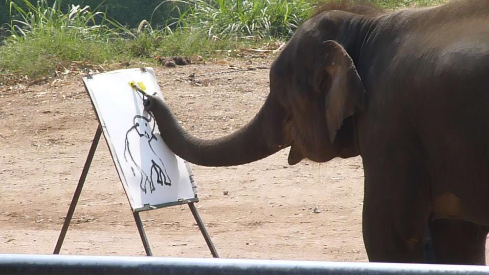 https://upload.wikimedia.org/wikipedia/commons/c/ca/Elephant_show_in_Chiang_Mai_P1110470.JPG