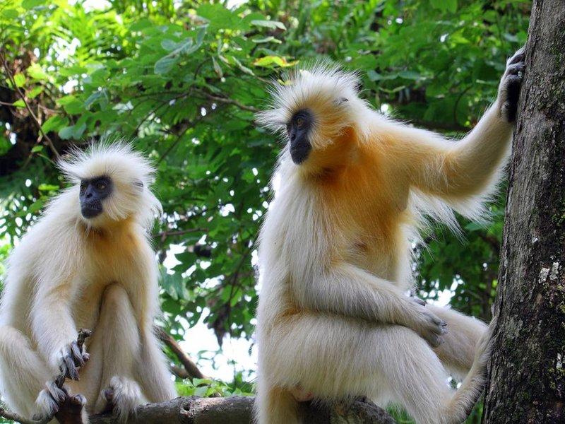 golden langur