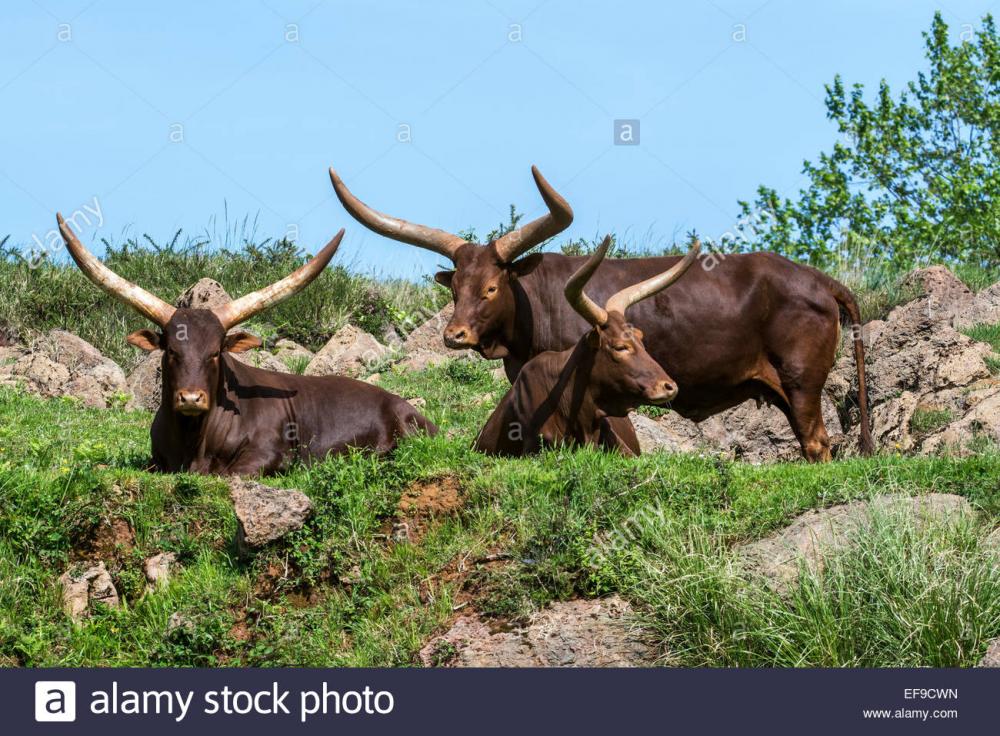herd-of-watusi-ankole-watusi-ankole-long