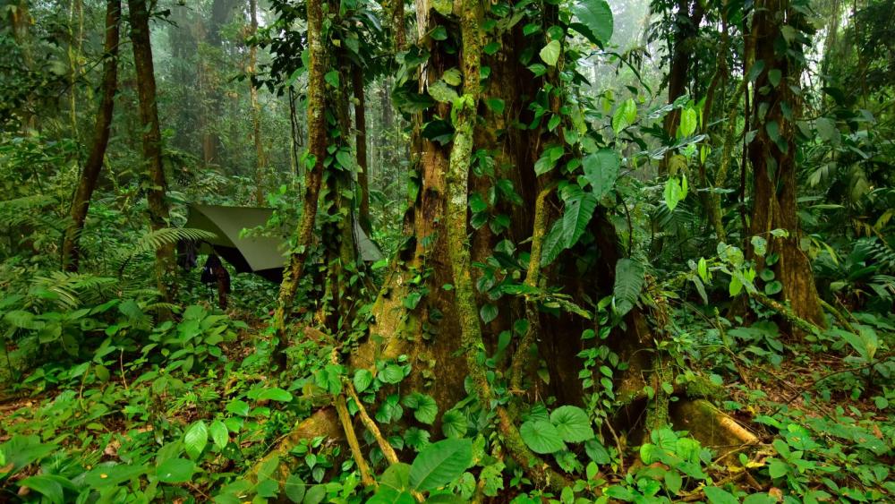 Exploration of 'Lost City' in Honduras Uncovers Trove of Rare Life ...