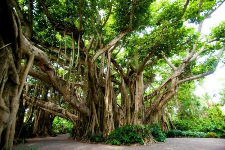 Resultado de imagen para sacred fig indian trees