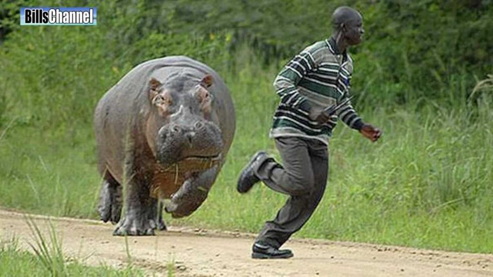 Resultado de imagen para hippopotamus violent