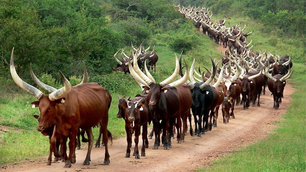 Mburo_Uganda__Long_Horned_Cow-2-1000x563.jpg