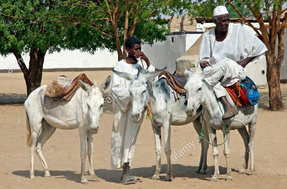 nubian-man-in-thawb-thobe-dishdasha-on-donkey-equus-asinus-sudan-north-BEP4TY.thumb.jpg.9554195a463c83387c6cc99afb843842.jpg