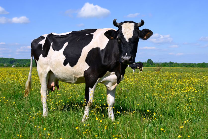 cow-in-pasture.jpg.838x0_q80.jpg.63616c51bb724ec4c2f5215e1be5dbd1.jpg