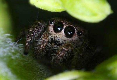cute-jumping-spiders-arachnology-27689861-400-273.jpg.3dd2930aa910a4e9a81fb8ec80ef4611.jpg