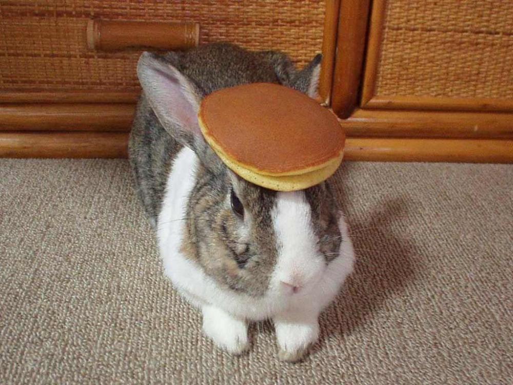 pancake_bunny.thumb.jpg.38ab28c9633e3587e955cbed7b07cc7b.jpg