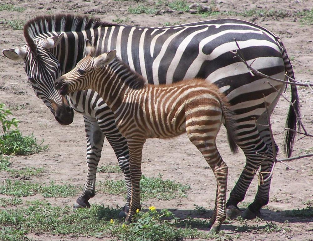zebra-baby-1.jpg