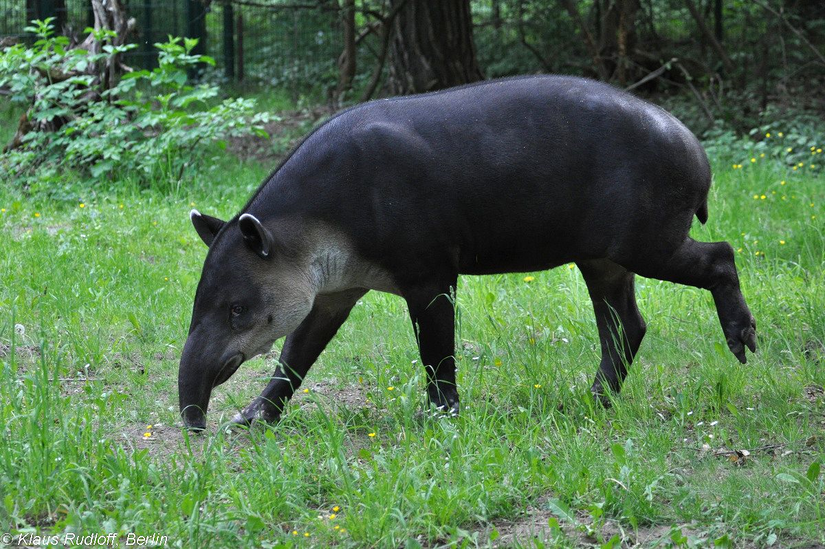 Бегемот парнокопытное или непарнокопытное. Чепрачный тапир. Тапировые непарнокопытные. Центральноамериканский тапир. Тапир Северная Америка.