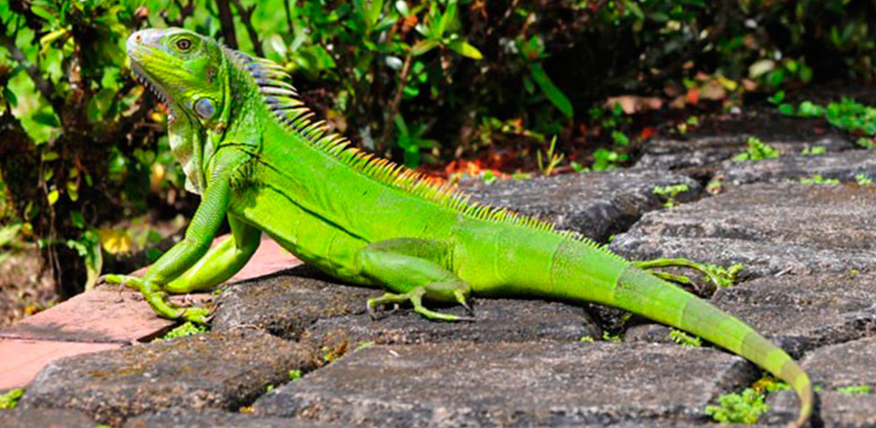 iguana.png.50bc0943329254d60c37f10cc5dc4b02.png