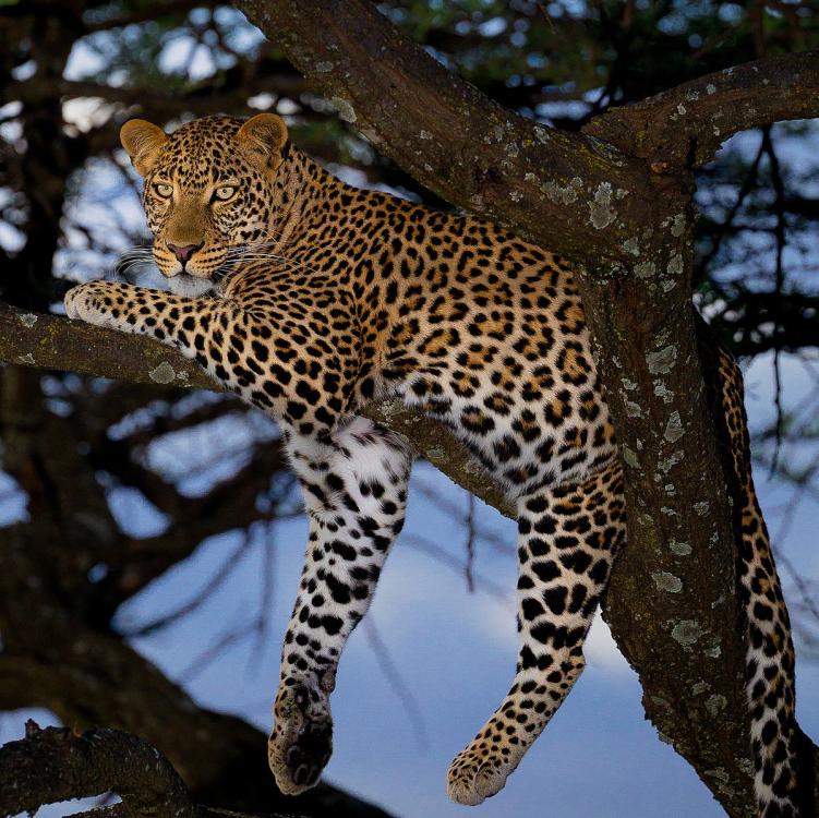 African_leopard_male_(cropped).thumb.jpg.0a8a97fa309849deed8b2f61351a4758.jpg