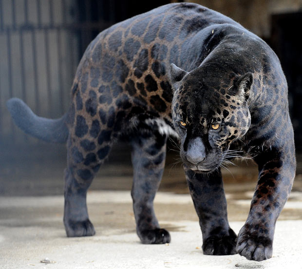 Black_jaguar.jpg