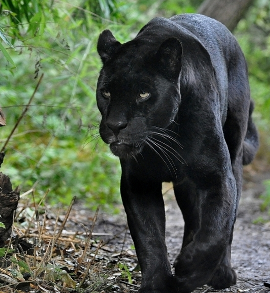 Jaguar_negro.png