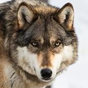 Red Wolf